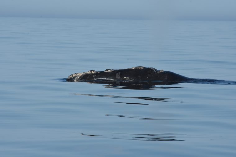 Right whale in open water