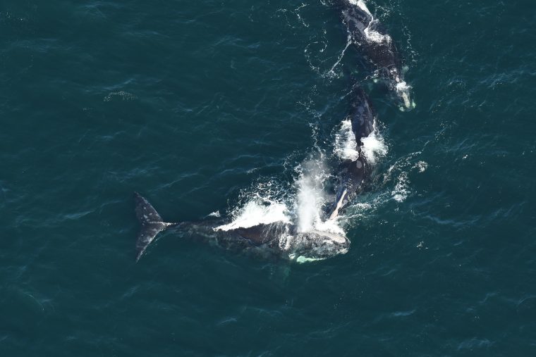 Group of male right whales in open water