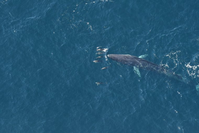 Fin whale swimming with a group of dolphins
