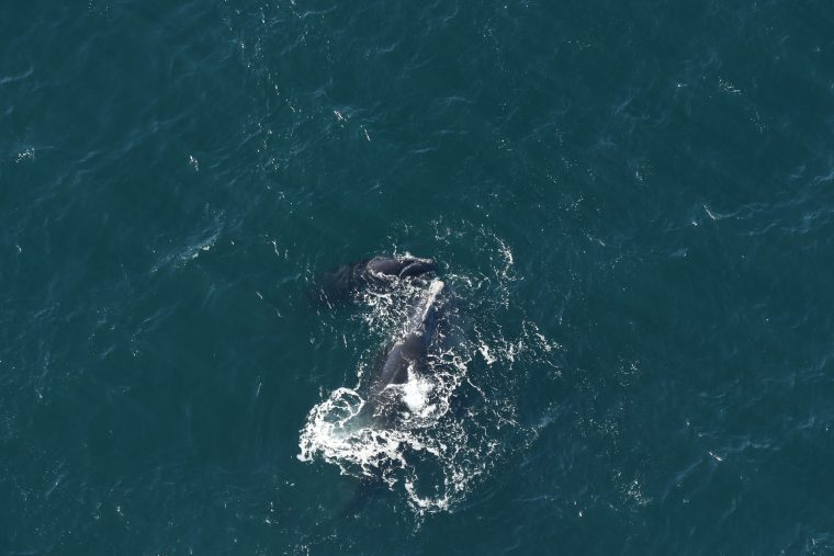 female right whale swims with calf
