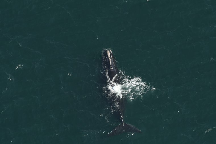 Female right whale in open water