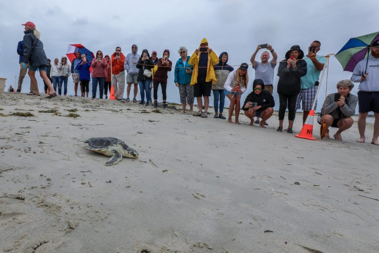 Several people watch a sea turtle on the sand