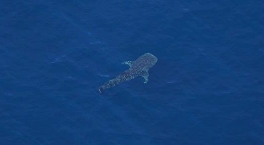 Single whale shark in open water