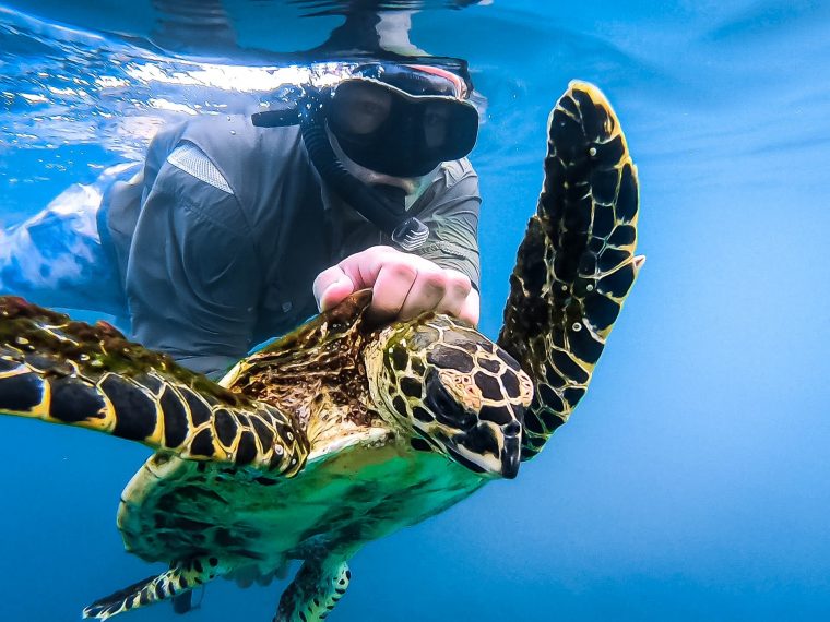 Hawksbill sea turtles are usually caught by free divers and brought to shore in order to be tagged by researchers.