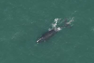 Statement on Final North Atlantic Right Whale & Offshore Wind Strategy