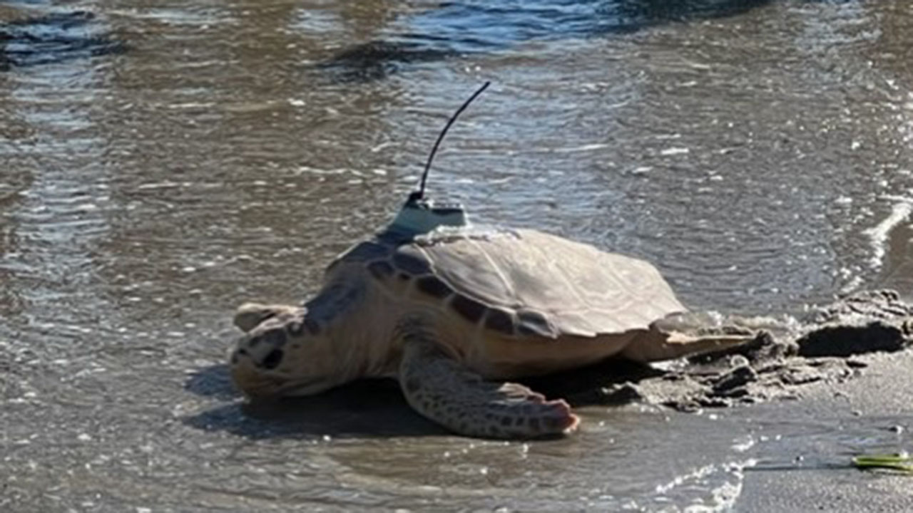 A sea turtle with a satellite tag on its shell returning to the ocean
