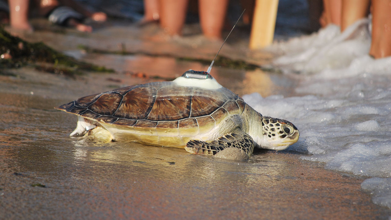 A sea turtle with a satellite tag on its shell about to go back into the ocean