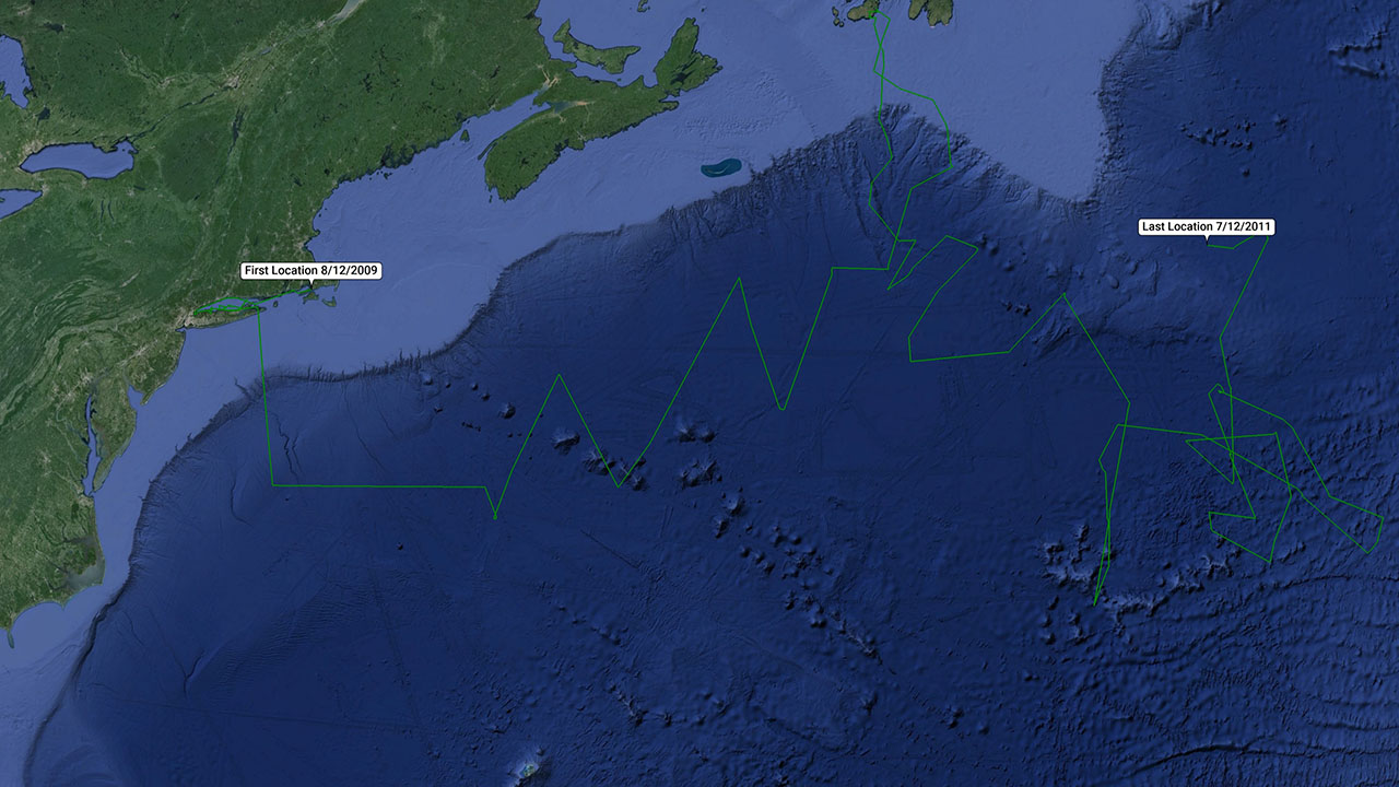 A map showing the satellite tag locations of Goose in the Atlantic Ocean