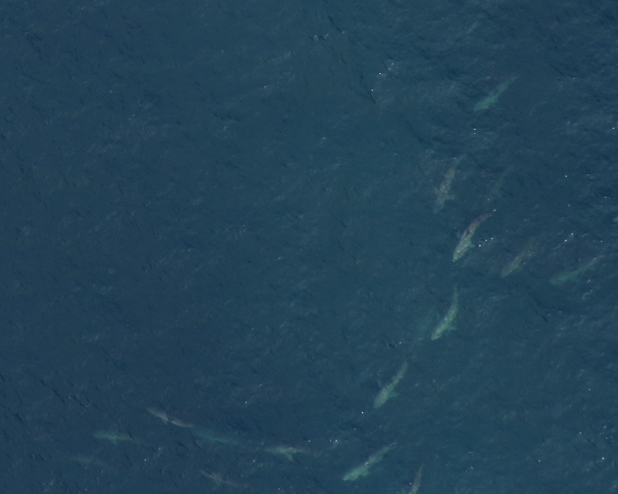 Large groups of basking sharks form swirling patterns in the ocean