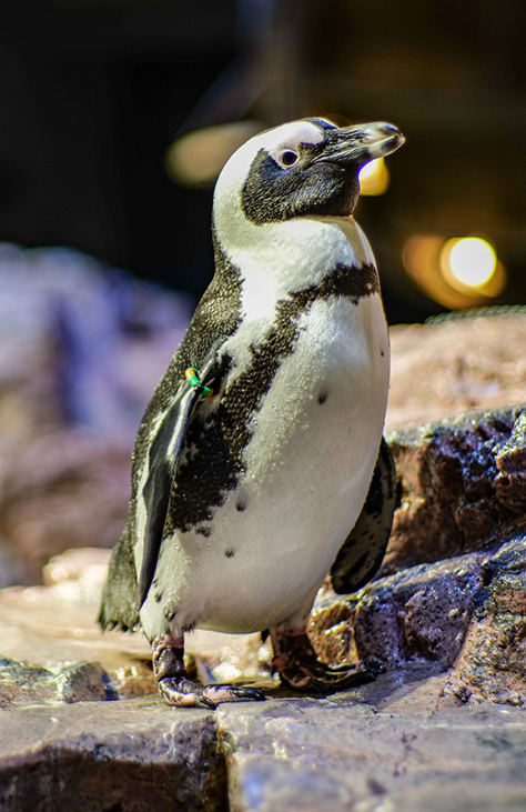 African penguin on exhibit at The New England Aquarium