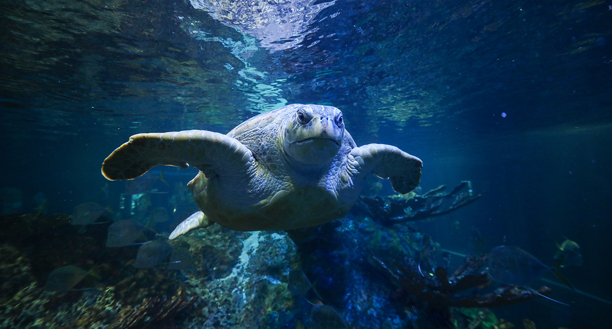 Myrtle the green sea turtle swims through the Giant Ocean Tank