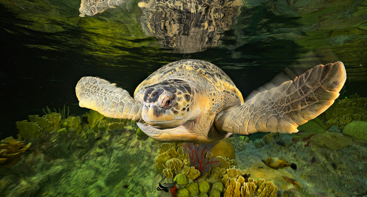 Myrtle the green sea turtle has lived at the Aquarium since 1970.