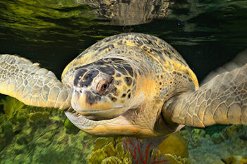 Myrtle the green sea turtle