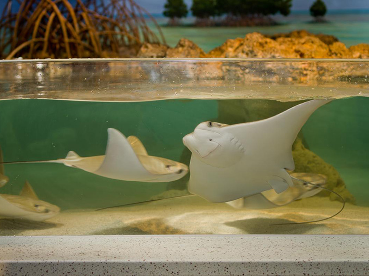 Cownose rays in the Shark and Ray Touch Tank at the New England Aquarium