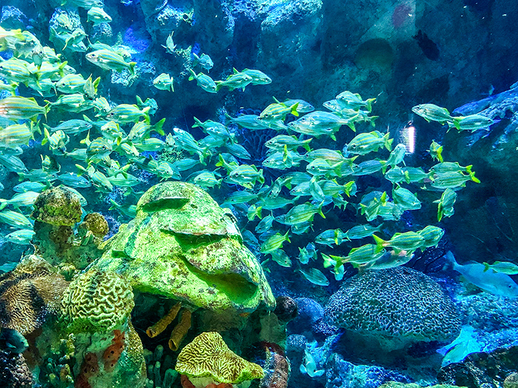 A school of fish swim through coral in the Giant Ocean Tank