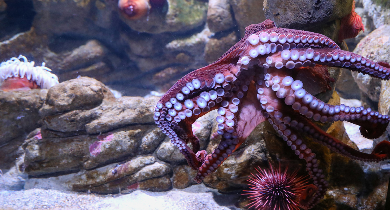Giant Pacific Octopus on exhibit