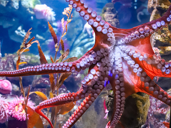 Giant Pacific Octopus showing its tentacles