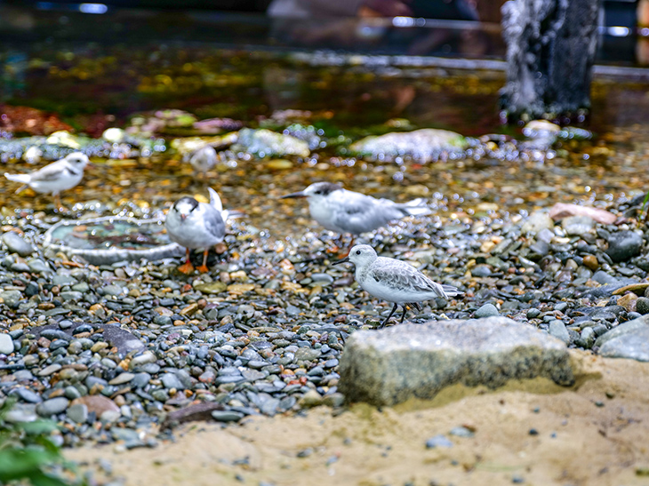 Shorebirds exhibit at the New England Aquarium