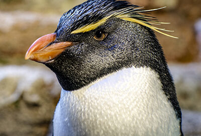 About Southern Rockhopper Penguins