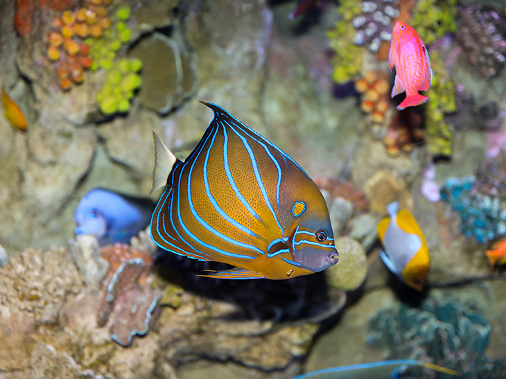 A blue ringed angelfish in the Info-Pacific Coral Reef exhibit
