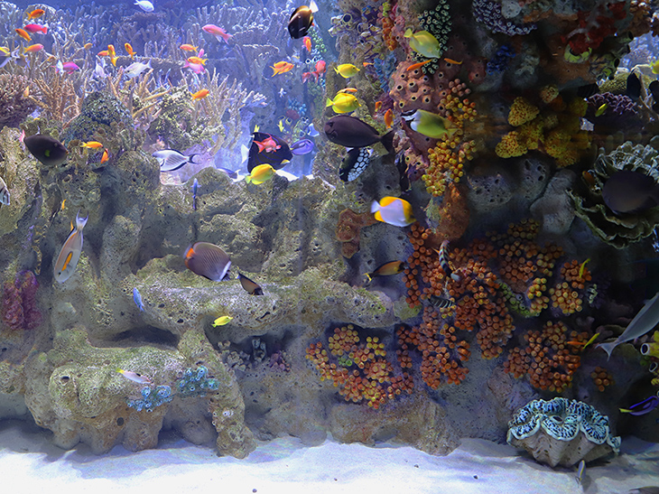 Coral in the Info-Pacific Coral Reef was sculpted by our exhibit artists