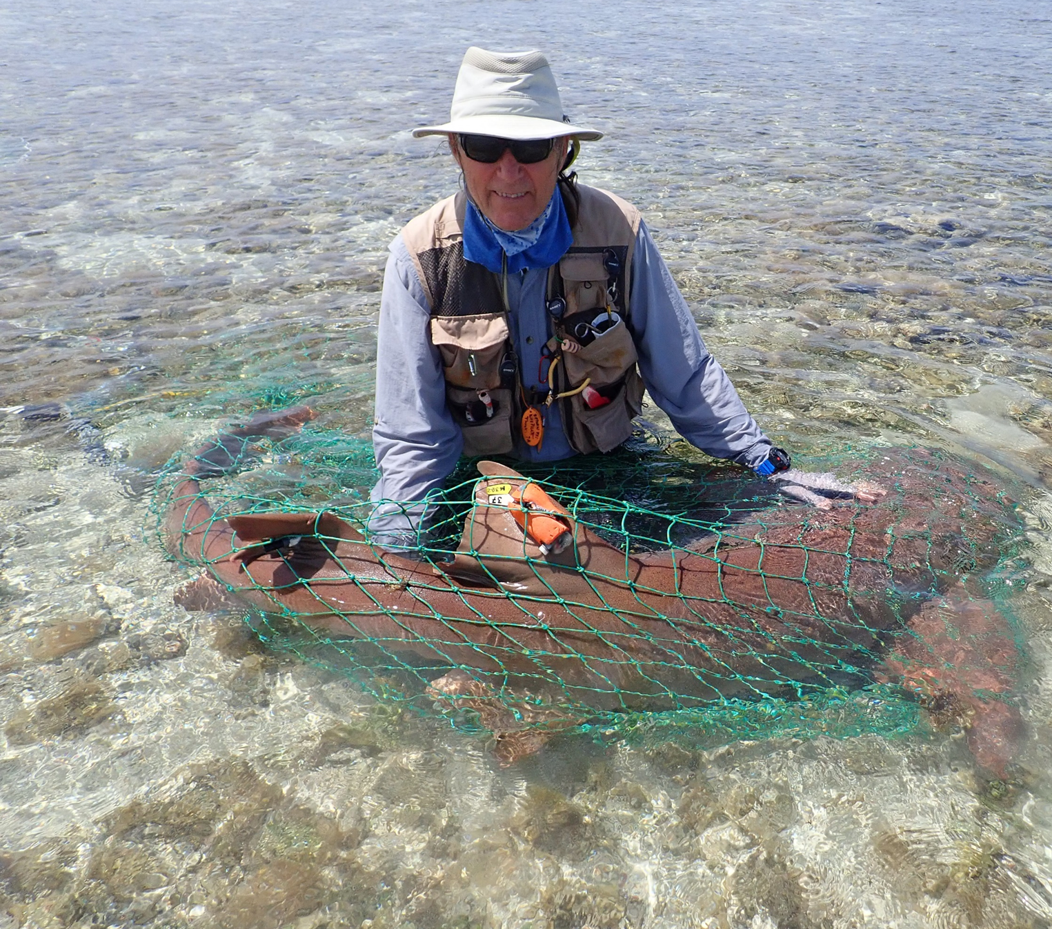 man in shallow water holding a net over a nurse shark