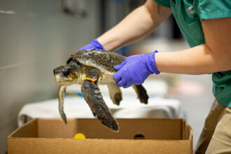 Help Support the Sea Turtle Rescue Assistance Act