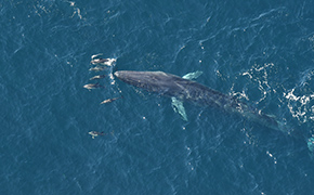 a fin whale and bottlenose dolphins