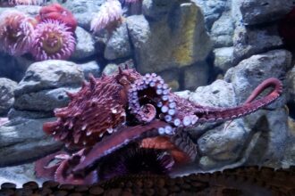New Giant Pacific Octopus at the Aquarium
