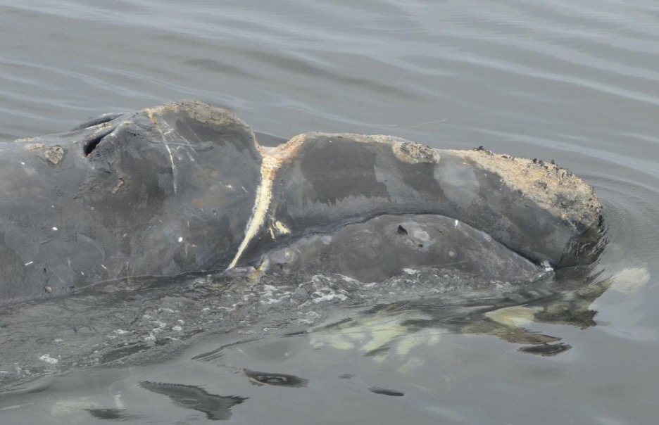 head of a right whale emerging from the water