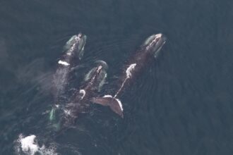 three right whales