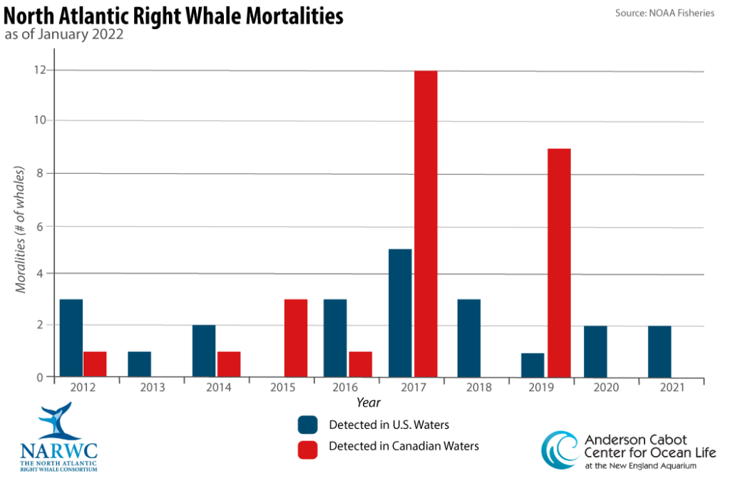 Right Whale Population Declines for 10th Straight Year - New England ...