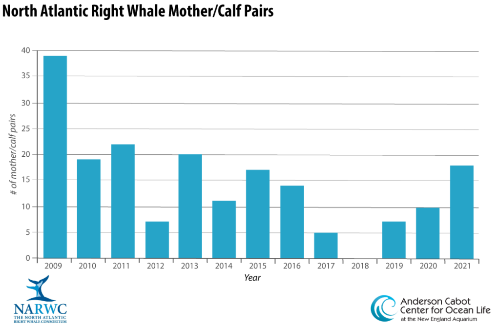 Right Whale Population Declines for 10th Straight Year - New England