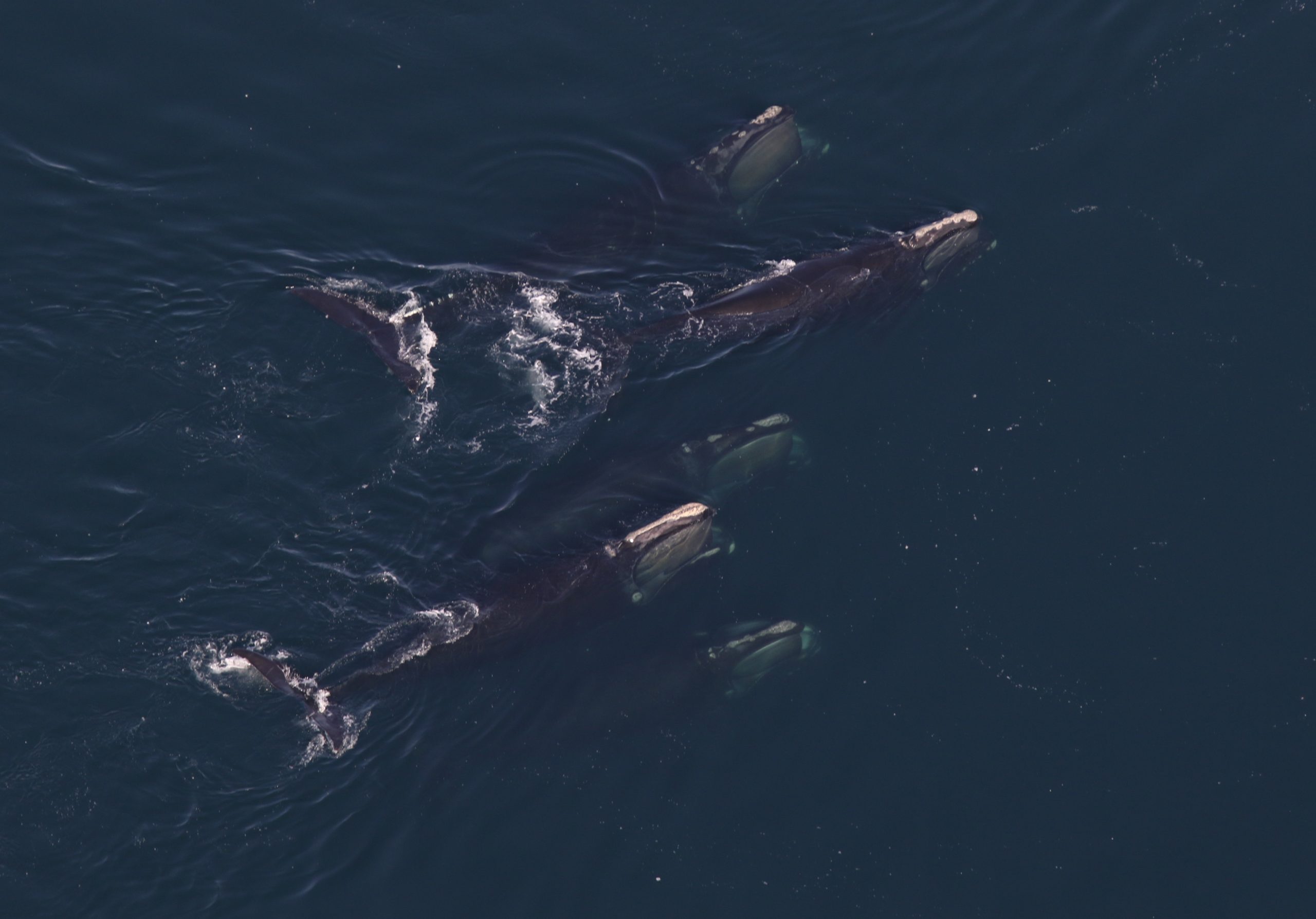 five right whales in open water