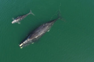 Meet the newest North Atlantic Right Whale Mother and Calf Pairs