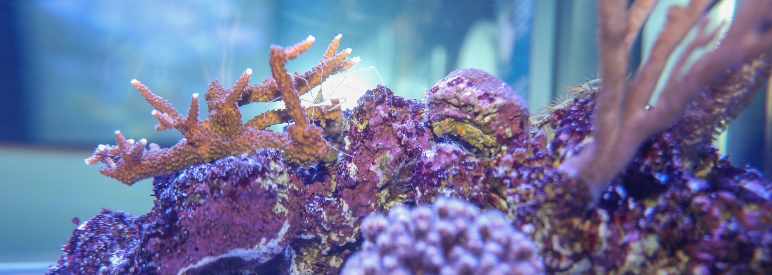 Staghorn coral, Animals