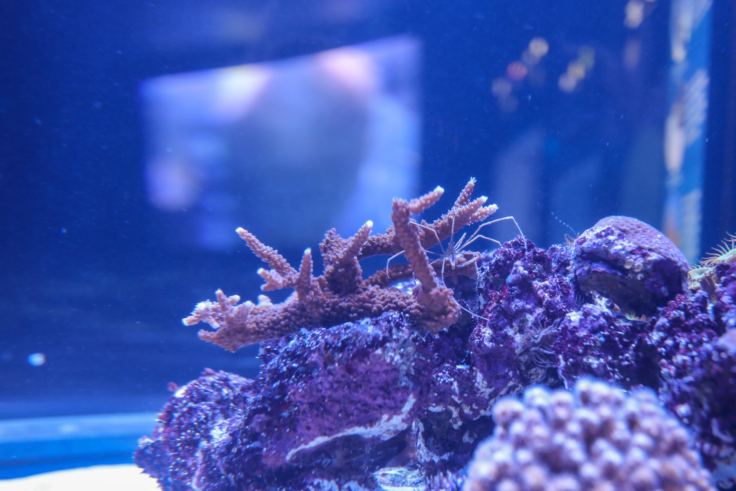 Purple Staghorn coral is one of the species of coral that you'll regularly  see at most of our snorkel sites on the reef. One of the fast