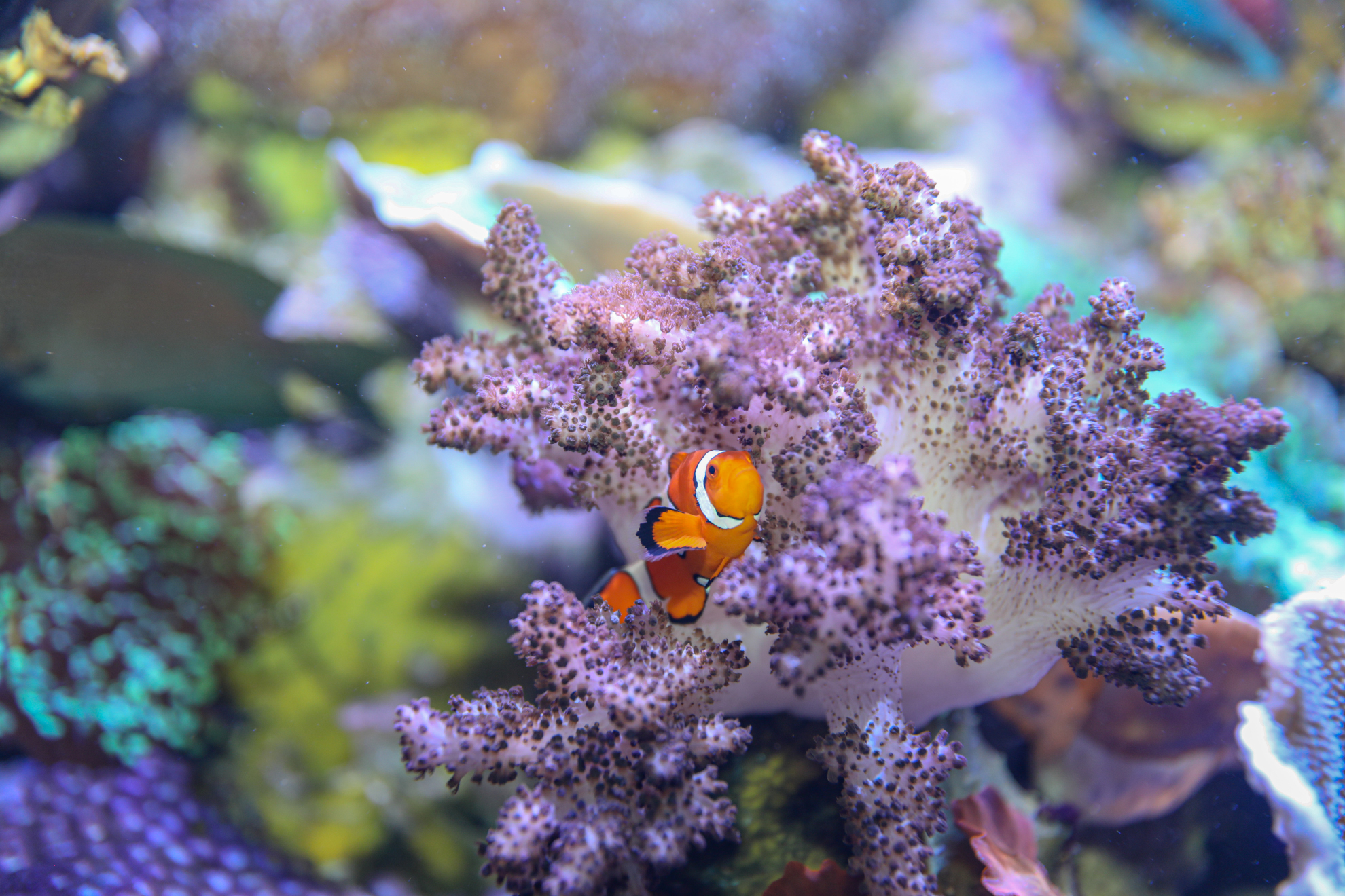 Purple Staghorn coral is one of the species of coral that you'll regularly  see at most of our snorkel sites on the reef. One of the fast