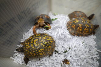 Partnering to Save Eastern Box Turtles