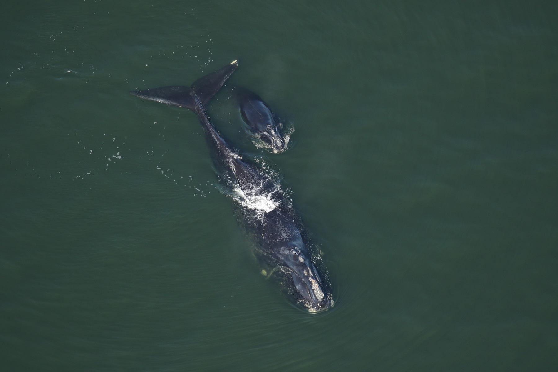 female right whale swimming at the surface along a right whale calf