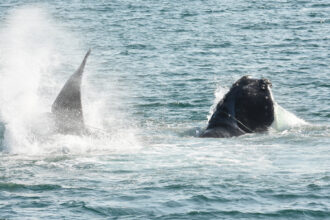 Scenes from a Right Whale Entanglement