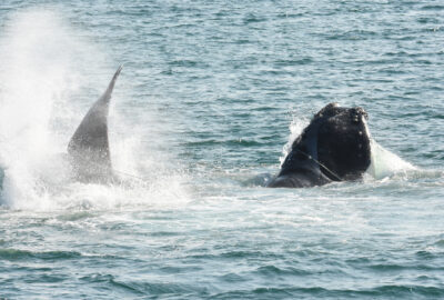 Scenes from a Right Whale Entanglement