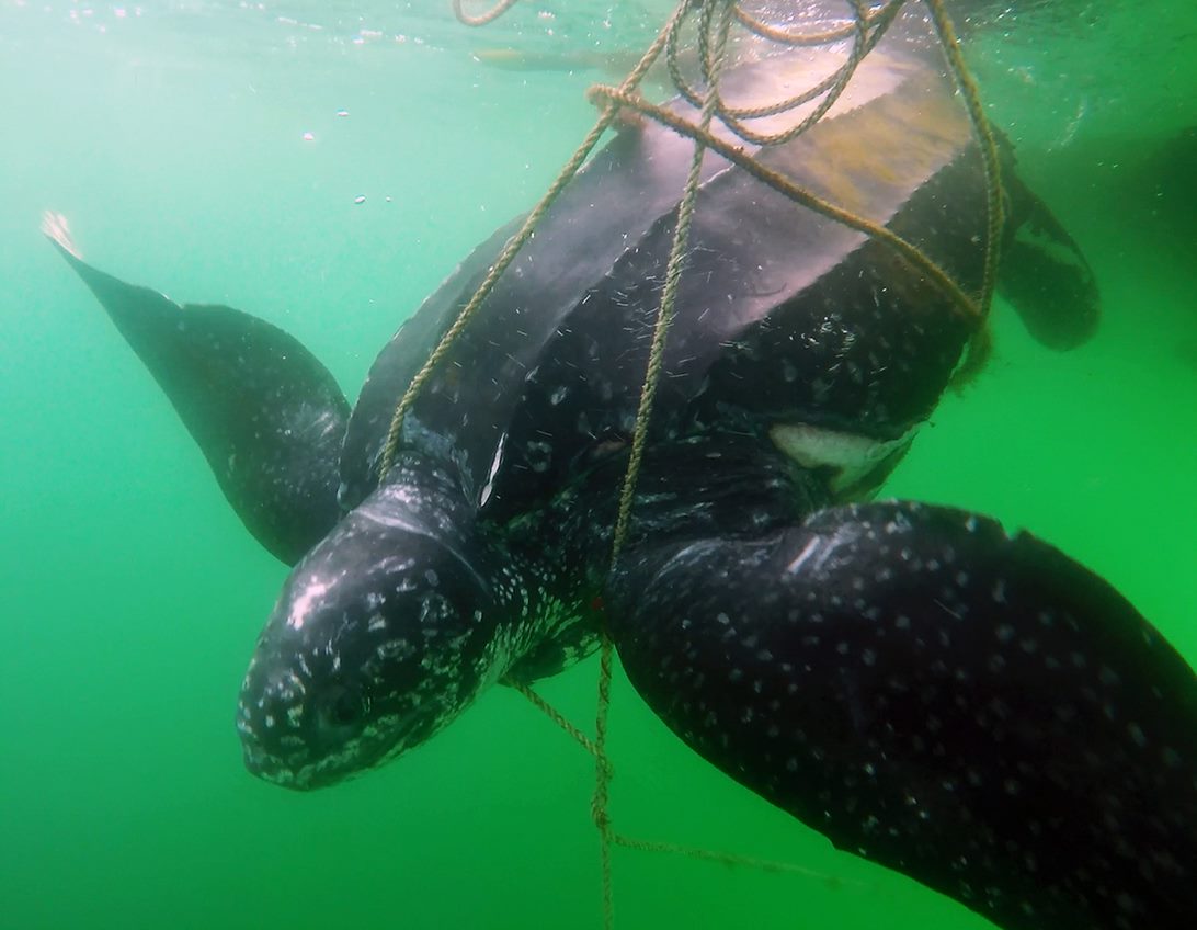 sea turtle with rope over shoulders and around body