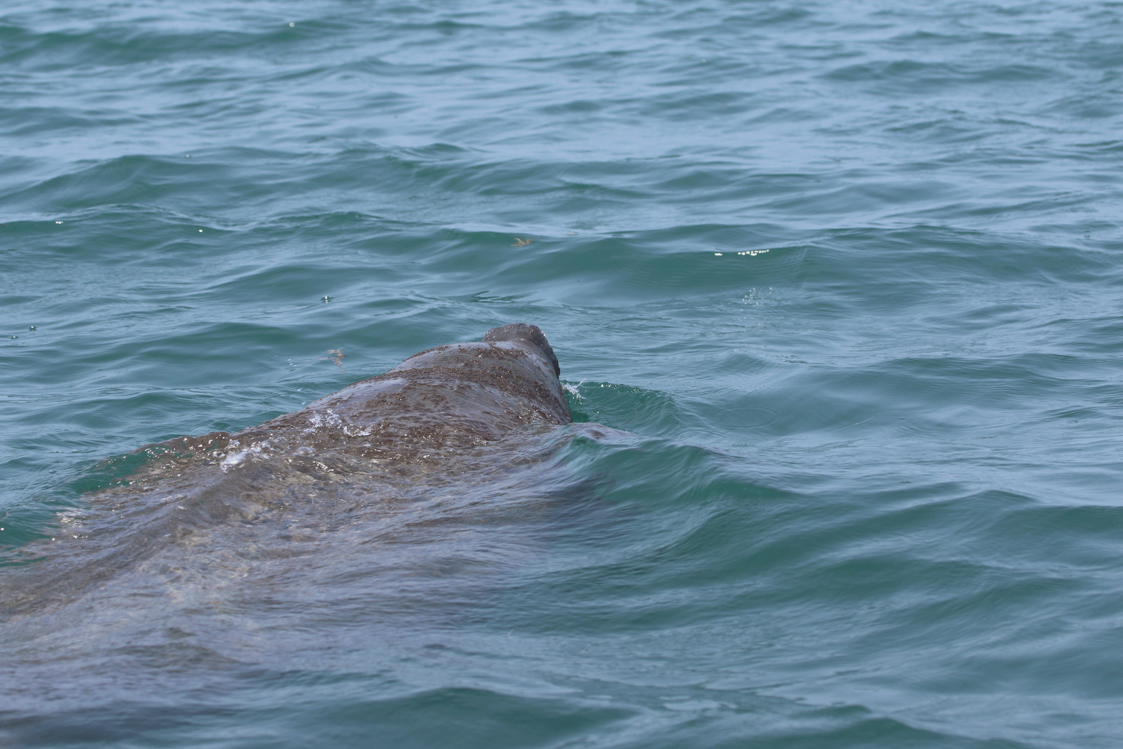 Conservation of the Gentle Giants and Apex Predators of the Placencia  Lagoon, Belize - New England Aquarium