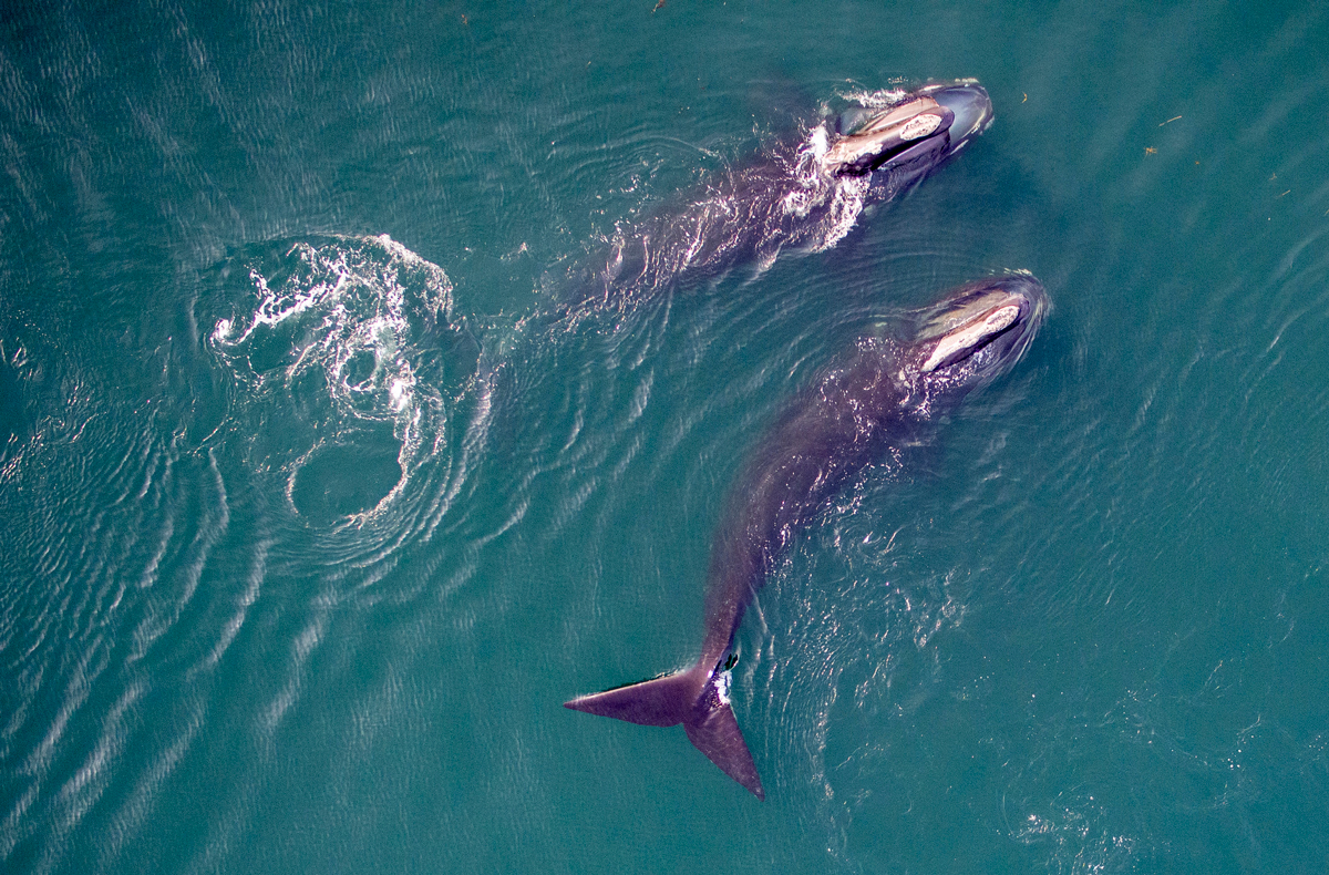 two right whales