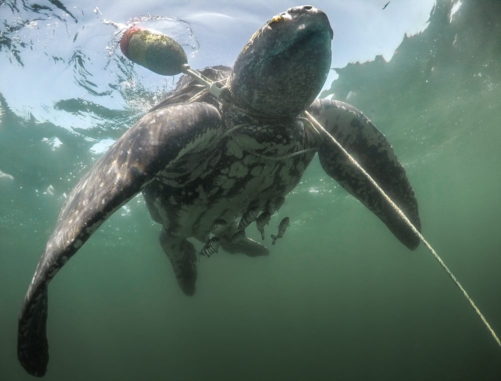sea turtle underwater with rope around its neck