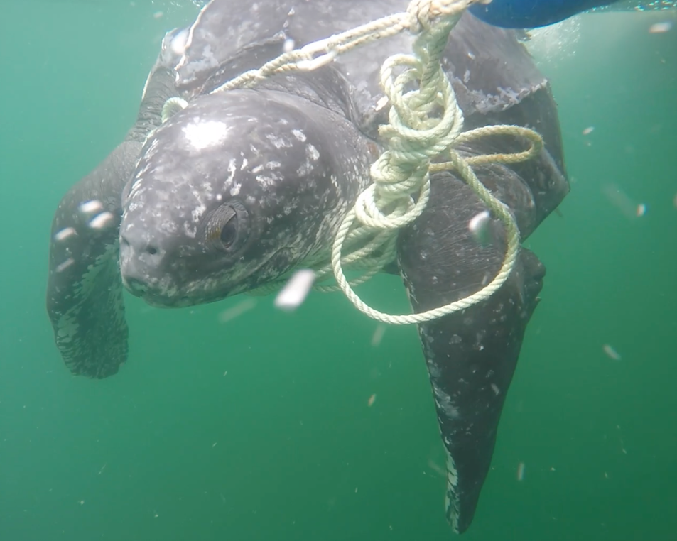 sea turtle underwater with rope around its neck