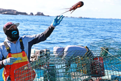 A fisherman from Bahía Asunción, Baja California Sur tosses a spiny lobster from a boat