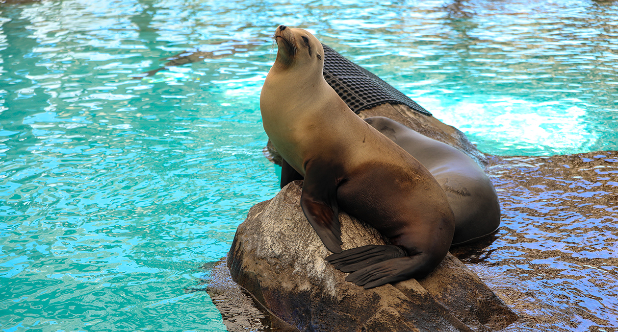 A California sea lion rests on a rock while on exhibit