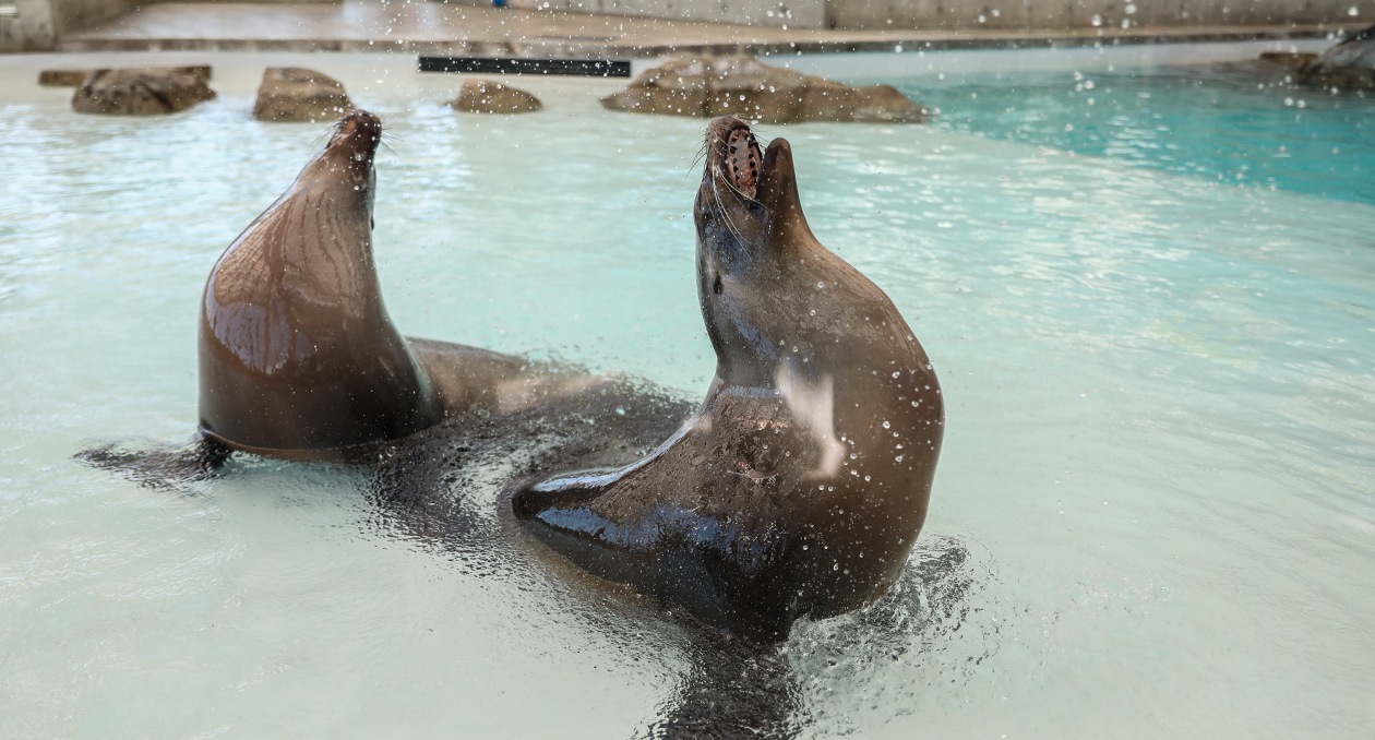 California sea lions splash and vocalize on exhibit